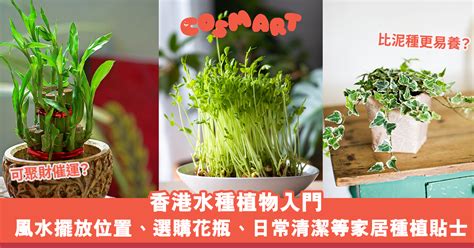 家居水種植物|水種新手入門指南：15 種室內水種植物推薦 